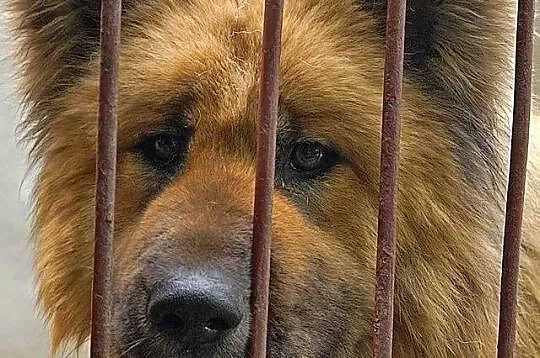 DORA - wyjątkowa sunia otwiera dla Ciebie swoje se