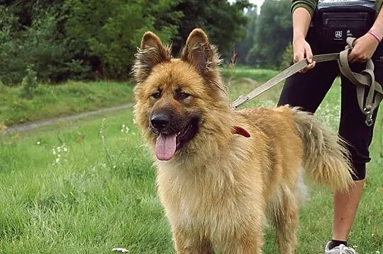 DORA - wyjątkowa sunia otwiera dla Ciebie swoje se