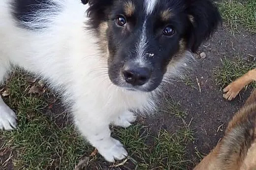 Bary piękny 4 miesięczny piesek do adopcji,  mazowieckie Warszawa