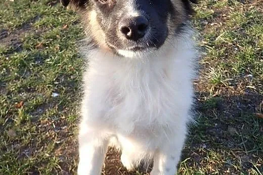 Bary piękny 4 miesięczny piesek do adopcji,  mazow
