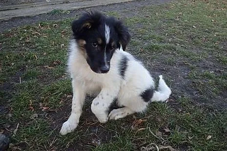 Bary piękny 4 miesięczny piesek do adopcji,  mazow