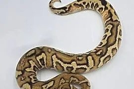 Pyton Królewski Samiec Leopard Fire Stranger Clown