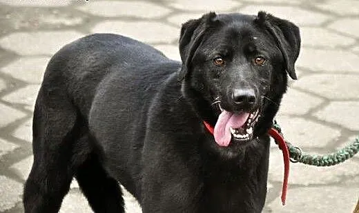 Tara w typie labradora bezdomna od wielu lat , wi