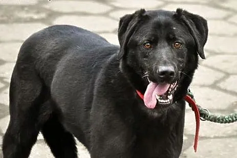 Tara w typie labradora bezdomna od wielu lat , wielkopolskie Chodzież