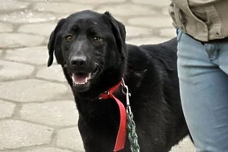 Tara w typie labradora bezdomna od wielu lat ,  wi
