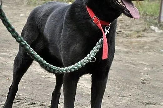 Tara w typie labradora bezdomna od wielu lat ,  wi