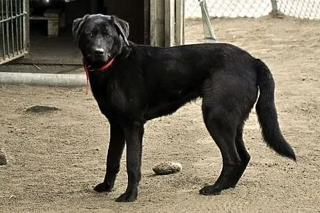 Tara w typie labradora bezdomna od wielu lat ,  wi