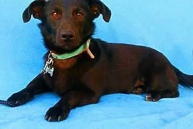 BĄBEL - piękny, 1,5 roczny 8 kg psiak szuka domu,  mazowieckie Warszawa
