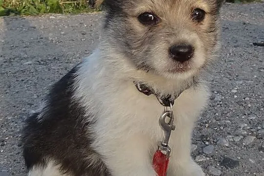 8 malutkich szczeniaków, MAŁE SZCZENIAKI ADOPCJA
