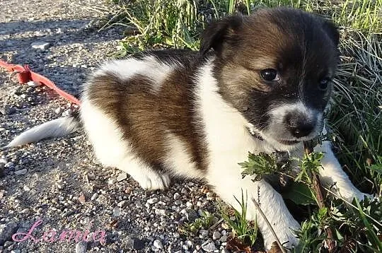8 malutkich szczeniaków, MAŁE SZCZENIAKI ADOPCJA