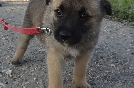 8 malutkich szczeniaków, MAŁE SZCZENIAKI ADOPCJA