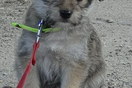 8 malutkich szczeniaków, MAŁE SZCZENIAKI ADOPCJA