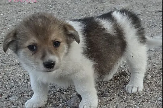 8 malutkich szczeniaków, MAŁE SZCZENIAKI ADOPCJA