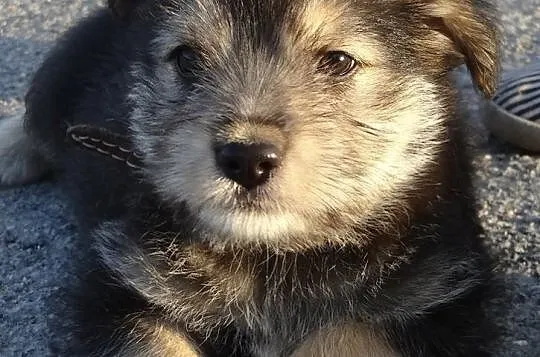 8 malutkich szczeniaków, MAŁE SZCZENIAKI ADOPCJA