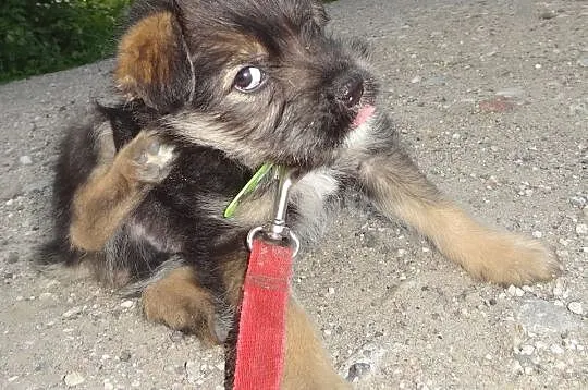 8 malutkich szczeniaków, MAŁE SZCZENIAKI ADOPCJA