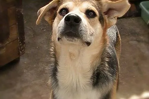 Niech i Nelson znajdzie dom! Adoptuj!,  mazowiecki