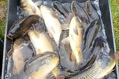 Karp