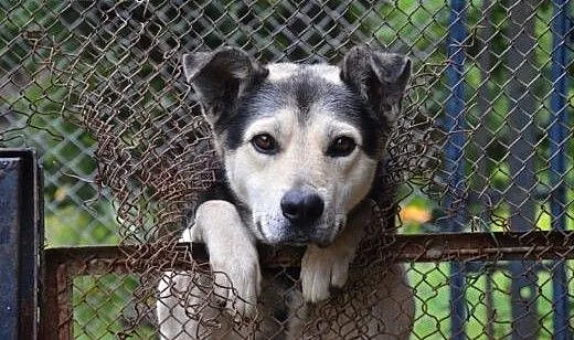 Oddam mieszańca husky i owczarka, opolskie Nysa