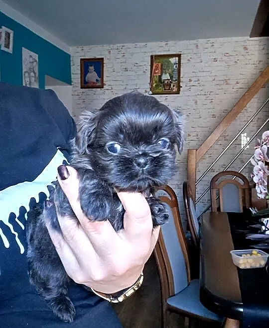 Sprzedam Shih-Tzu, Wielkopolskie, Gołańcz