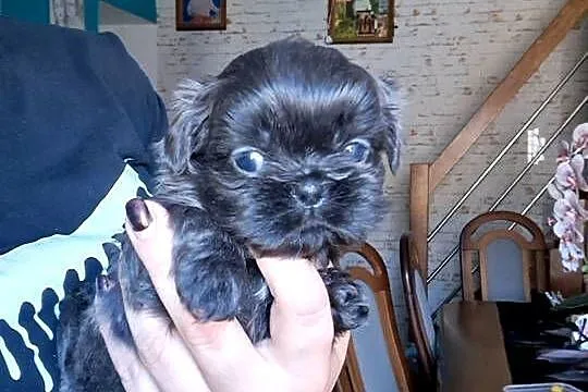 Sprzedam Shih-Tzu, Wielkopolskie, Gołańcz