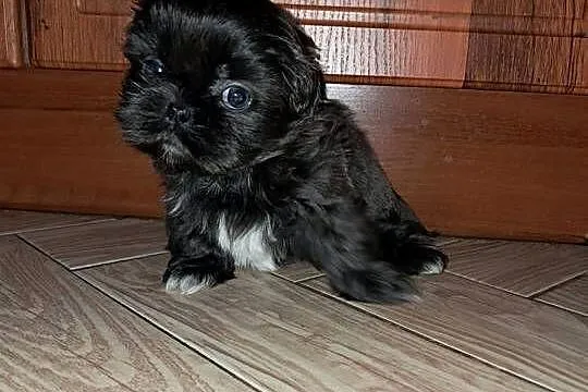 Sprzedam Shih-Tzu, Wielkopolskie, Gołańcz