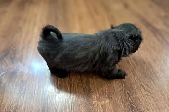 Sprzedam Shih-Tzu, Wielkopolskie, Gołańcz