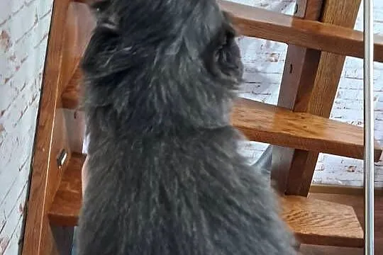 Sprzedam Shih-Tzu, Wielkopolskie, Gołańcz