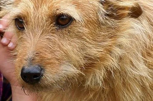 Dziku szuka spokojnego, kochającego domu,  Kundelki cała Polska
