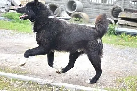 Hektor, cudny w typie karelskiego psa na niedźwied