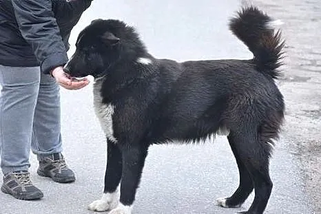 Hektor, cudny w typie karelskiego psa na niedźwied