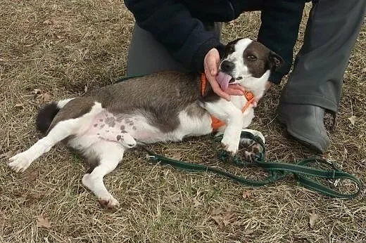 Roki młody wspaniały psiak szuka odpowiedzialnego 