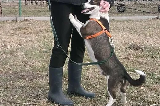 Roki młody wspaniały psiak szuka odpowiedzialnego 