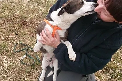 Roki młody wspaniały psiak szuka odpowiedzialnego 