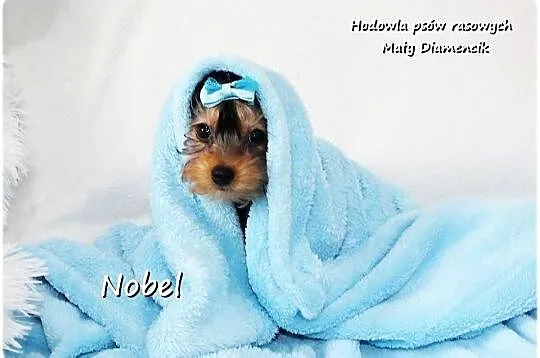 Yorkshire Terrier Malutki Mini Piesek NOBEL z Rodowodem i Wyprawką