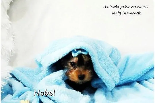 Yorkshire Terrier Malutki Mini Piesek NOBEL z Rodowodem i Wyprawką, Lubuskie, Żary