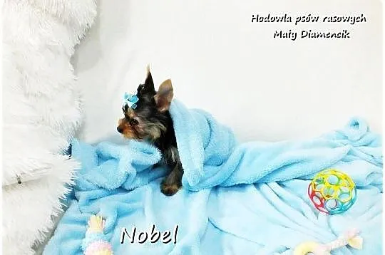 Yorkshire Terrier Malutki Mini Piesek NOBEL z Rodowodem i Wyprawką, Lubuskie, Żary