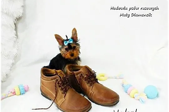 Yorkshire Terrier Malutki Mini Piesek NOBEL z Rodowodem i Wyprawką, Lubuskie, Żary