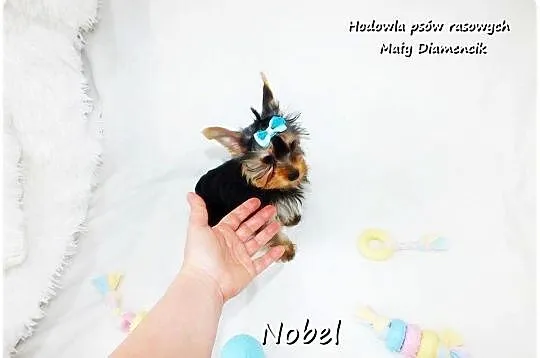 Yorkshire Terrier Malutki Mini Piesek NOBEL z Rodowodem i Wyprawką, Lubuskie, Żary