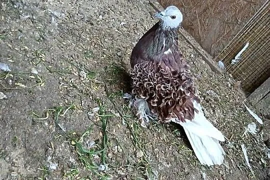 Gołębie ozdobne loczki, Pomorskie, Prabuty