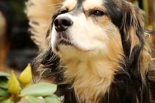 Misiu szuka dobrego domu! :),  dolnośląskie Jeleni