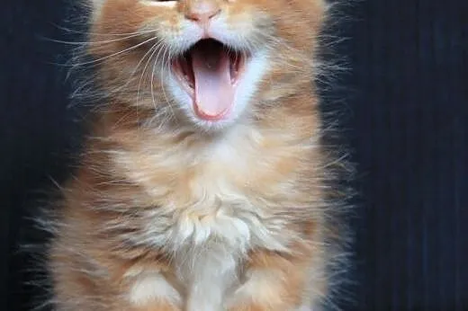Piękny  kocurek Maine Coon po Championach,  dolnoś