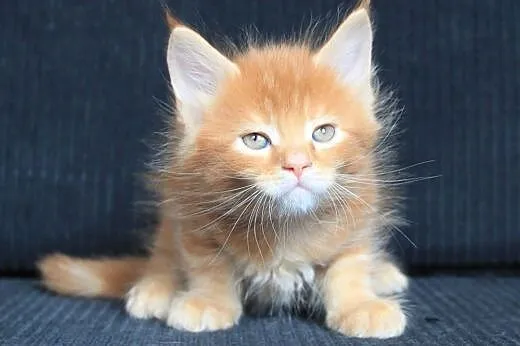 Piękny  kocurek Maine Coon po Championach,  dolnoś