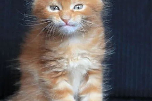 Piękny  kocurek Maine Coon po Championach,  dolnoś