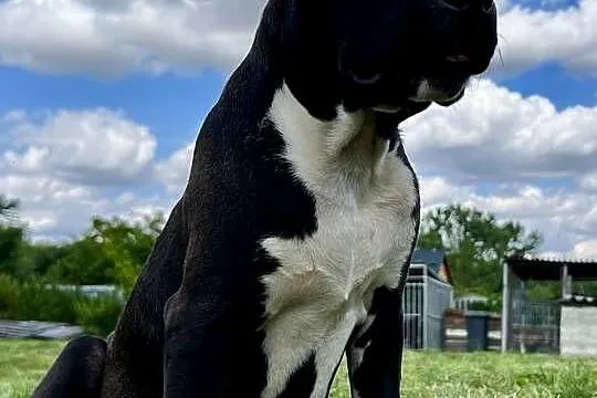 Amstaff szczeniak