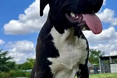 Amstaff szczeniak, Opolskie, Kietrz