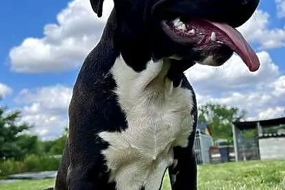 Amstaff szczeniak, Opolskie, Kietrz