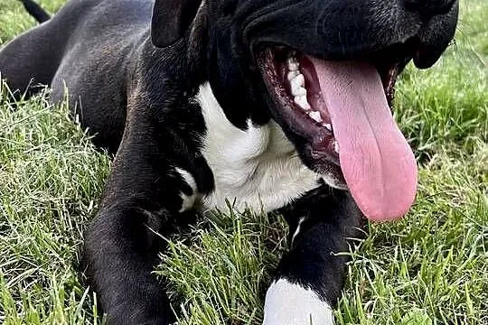 Amstaff szczeniak, Opolskie, Kietrz