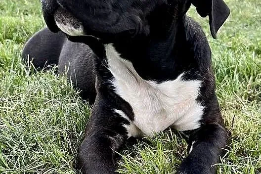 Amstaff szczeniak, Opolskie, Kietrz