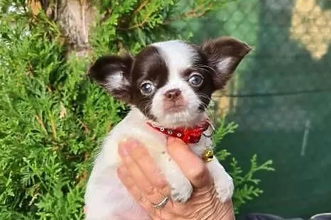 Chihuahua śliczna suczka długowłosa biało czekoladowa