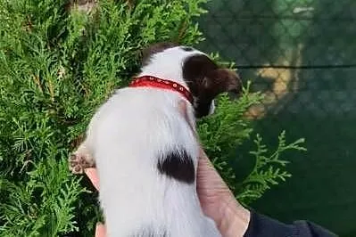 Chihuahua śliczna suczka długowłosa biało czekoladowa, Śląskie, Częstochowa
